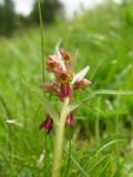 Coeloglossum viride