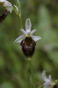 Ophrys crabronifera