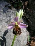 Ophrys crabronifera