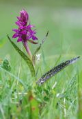 Dactylorhiza majalis