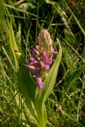 Dactylorhiza incarnata