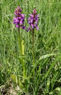 Dactylorhiza traunsteineri