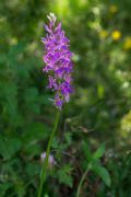 Dactylorhiza maculata subsp. saccifera