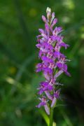 Dactylorhiza maculata subsp. saccifera