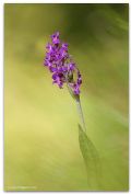 Dactylorhiza lapponica subsp. rhaetica