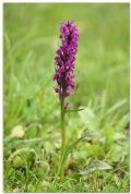 Dactylorhiza majalis