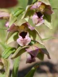 Epipactis helleborine