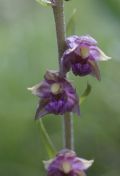 Epipactis atrorubens