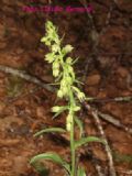 Epipactis exilis