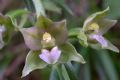 Epipactis helleborine