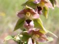 Epipactis helleborine