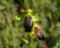 Ophrys calocaerina