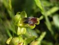 Ophrys Laurensis