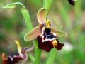 Ophrys calliantha