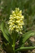 Dactylorhiza sambucina