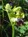 Ophrys iricolor subsp. eleonorae