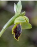 Ophrys flammeola