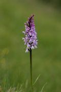 Dactylorhiza maculata subsp. fuchsii