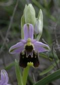 Ophrys holosericea subsp. holosericea