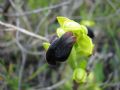 Ophrys iricolor subsp. eleonorae