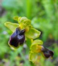 Ophrys Laurensis