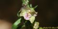 Epipactis meridionalis