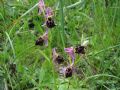 Ophrys morisii