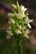 Dactylorhiza insularis