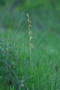 Ophrys insectifera