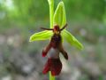 Ophrys insectifera