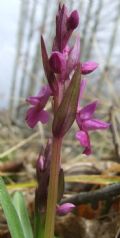 Dactylorhiza romana