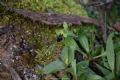 Ophrys funerea