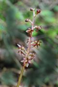 Neottia cordata