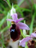 Ophrys lunulata