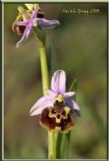 Ophrys holosericea subsp. holosericea