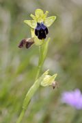 Ophrys ircolor