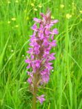 Dactylorhiza incarnata