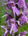 Dactylorhiza maculata subsp. fuchsii