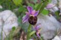 Ophrys pollinensis