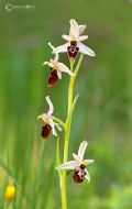 Ophrys exaltata subsp. montis-leonis