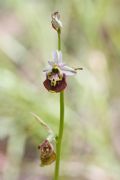 Ophrys dinarica