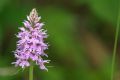 Dactylorhiza maculata subsp. fuchsii