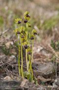 Ophrys delforgei