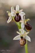 Ophrys exaltata subsp. arachnitiformis