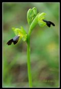 Ophrys forestieri