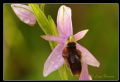 Ophrys lunulata