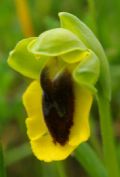 Ophrys lutea