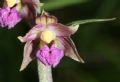 Epipactis atrorubens