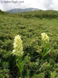 Dactylorhiza sambucina