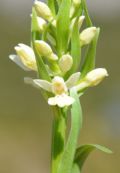 Dactylorhiza insularis